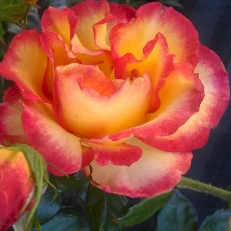 'My Story'™ Rosa X 'My Story'™ (Buketrose) A-Kvalitet,- Barrods Roser Min. 3 Grene 7 'My Story'™ Rosa X 'My Story'™ (Buketrose) A-Kvalitet,- Barrods Roser Min. 3 Grene - Billede 5