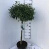 Portugisisk Laurbærkirsebær Prunus Lusitanica 'Angustifolia' Opstammet 60 Cm. 10 Liter Potte -Osmoz Naturens Butik p17972 47405 prunus lusitanica angustifolia ecfd