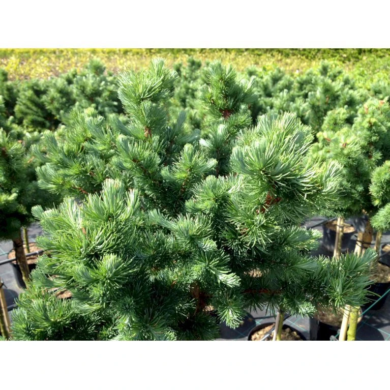 Japansk Lærk 'Grey Pearl' Larix Kaempferi 'Grey Pearl' Opstammet 60 Cm. 7,5 Liter Potte 3 Japansk Lærk 'Grey Pearl' Larix Kaempferi 'Grey Pearl' Opstammet 60 Cm. 7,5 Liter Potte