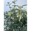 Stenved Osmanthus Burkwoodi Potte 3,5 Liter 20-30 Cm. -Osmoz Naturens Butik p17978 47573 osmanthus burkwoodi a4d7