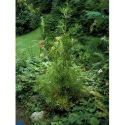 Parasoltræ Sciadopitys Verticillata Potte 3,0 Liter,- 25-30 Cm. -Osmoz Naturens Butik p1854 1458 sciadopitys verticillata 8f20