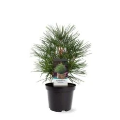 Parasoltræ Sciadopitys Verticillata Potte 3,0 Liter,- 25-30 Cm. -Osmoz Naturens Butik p1854 38828 image 9106