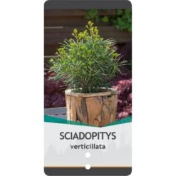 Parasoltræ Sciadopitys Verticillata Potte 3,0 Liter,- 25-30 Cm. -Osmoz Naturens Butik p1854 38829 image 5ddb