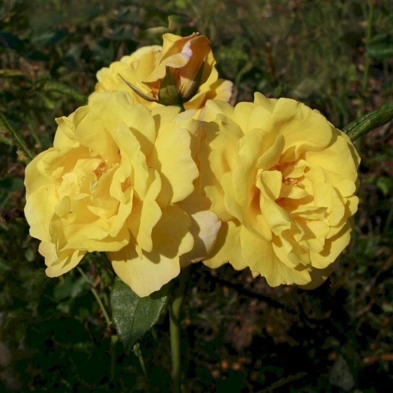 'Chinatown'™ Rosa X 'Chinatown'™ (Buketrose) A-Kvalitet,- Barrods Roser Min. 3 Grene 3 'Chinatown'™ Rosa X 'Chinatown'™ (Buketrose) A-Kvalitet,- Barrods Roser Min. 3 Grene