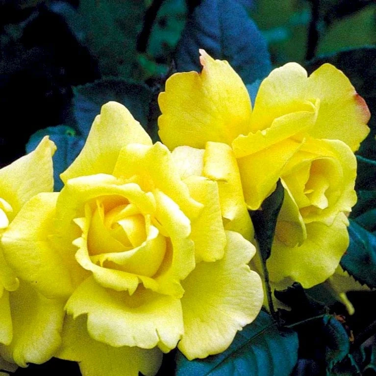 'Chinatown'™ Rosa X 'Chinatown'™ (Buketrose) A-Kvalitet,- Barrods Roser Min. 3 Grene 5 'Chinatown'™ Rosa X 'Chinatown'™ (Buketrose) A-Kvalitet,- Barrods Roser Min. 3 Grene - Billede 3