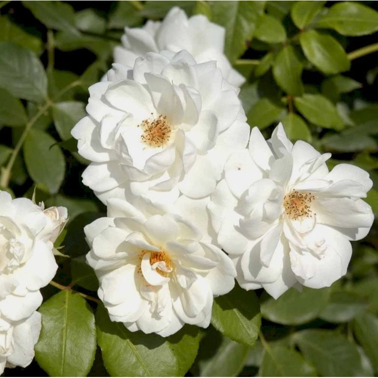 'Climbing Schneewittchen' Rosa X 'Climbing Schneewittchen' A-Kvalitet,- Barrods Roser Min. 3 Grene 6 'Climbing Schneewittchen' Rosa X 'Climbing Schneewittchen' A-Kvalitet,- Barrods Roser Min. 3 Grene - Billede 4