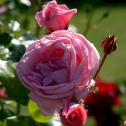 'Coral Dawn' Rosa X 'Coral Dawn' (Slyngrose) A-Kvalitet,- Barrods Roser Min. 3 Grene -Osmoz Naturens Butik p1895 52349 rosa x coral dawn slyngrose ee34