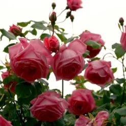 'Coral Dawn' Rosa X 'Coral Dawn' (Slyngrose) A-Kvalitet,- Barrods Roser Min. 3 Grene -Osmoz Naturens Butik p1895 52350 rosa x coral dawn slyngrose 635b