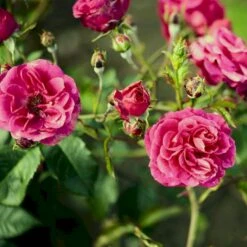'Elmshorn'® Rosa X 'Elmshorn'® (Buskrose) A-Kvalitet,- Barrods Roser Min. 3 Grene -Osmoz Naturens Butik p1896 53562 rosa x elmshorn buskrose 86b0