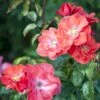 'Feuerwerk'® Rosa X 'Feuerwerk'® (Buskrose) A-Kvalitet,- Barrods Roser Min. 3 Grene -Osmoz Naturens Butik p1897 52375 rosa x feuerwerk buskrose 7ebd