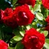'Flammentanz'® Rosa X 'Flammentanz'® (Slyngrose) A-Kvalitet,- Barrods Roser Min. 3 Grene 2 'Flammentanz'® Rosa X 'Flammentanz'® (Slyngrose) A-Kvalitet,- Barrods Roser Min. 3 Grene -Osmoz Naturens Butik p1898 52386 rosa x flammentanz slyngrose 1970