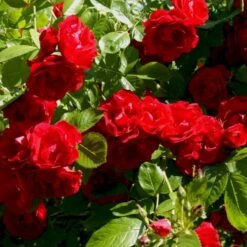 'Flammentanz'® Rosa X 'Flammentanz'® (Slyngrose) A-Kvalitet,- Barrods Roser Min. 3 Grene 15 'Flammentanz'® Rosa X 'Flammentanz'® (Slyngrose) A-Kvalitet,- Barrods Roser Min. 3 Grene -Osmoz Naturens Butik p1898 52387 rosa x flammentanz slyngrose b168