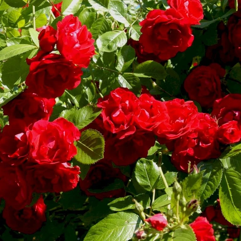 'Flammentanz'® Rosa X 'Flammentanz'® (Slyngrose) A-Kvalitet,- Barrods Roser Min. 3 Grene 5 'Flammentanz'® Rosa X 'Flammentanz'® (Slyngrose) A-Kvalitet,- Barrods Roser Min. 3 Grene - Billede 3