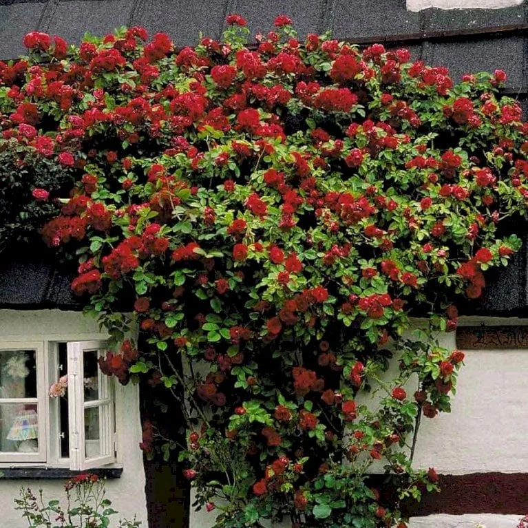 'Flammentanz'® Rosa X 'Flammentanz'® (Slyngrose) A-Kvalitet,- Barrods Roser Min. 3 Grene 6 'Flammentanz'® Rosa X 'Flammentanz'® (Slyngrose) A-Kvalitet,- Barrods Roser Min. 3 Grene - Billede 4