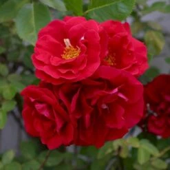 'Flammentanz'® Rosa X 'Flammentanz'® (Slyngrose) A-Kvalitet,- Barrods Roser Min. 3 Grene 17 'Flammentanz'® Rosa X 'Flammentanz'® (Slyngrose) A-Kvalitet,- Barrods Roser Min. 3 Grene -Osmoz Naturens Butik p1898 53563 rosa x flammentanz slyngrose 9153