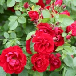 'Flammentanz'® Rosa X 'Flammentanz'® (Slyngrose) A-Kvalitet,- Barrods Roser Min. 3 Grene 18 'Flammentanz'® Rosa X 'Flammentanz'® (Slyngrose) A-Kvalitet,- Barrods Roser Min. 3 Grene -Osmoz Naturens Butik p1898 53564 rosa x flammentanz slyngrose a073