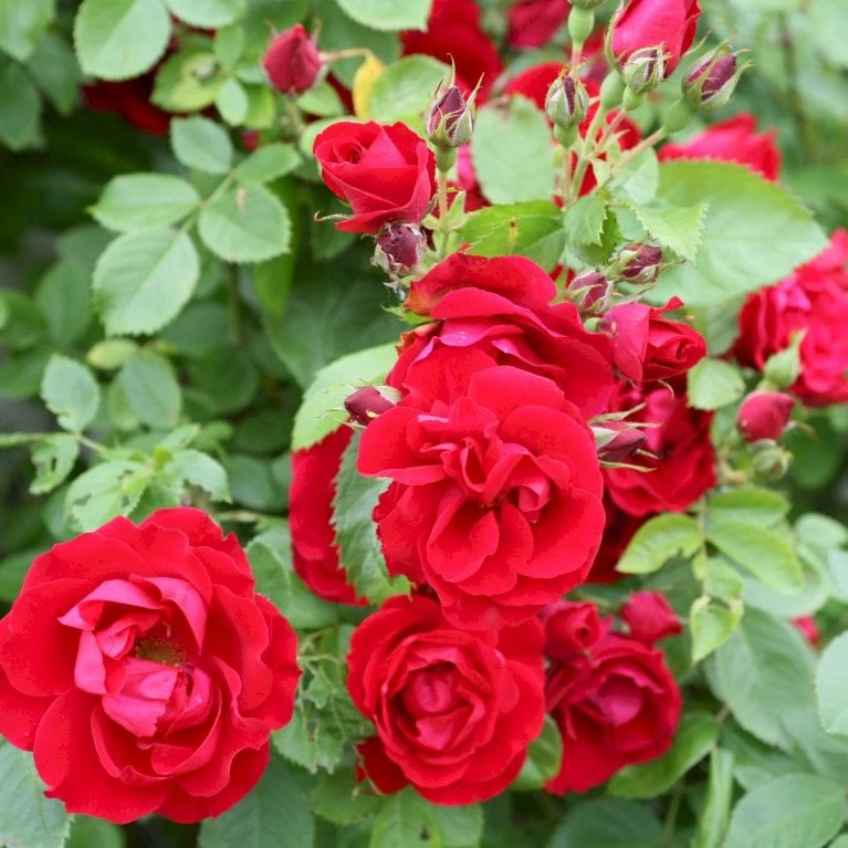 'Flammentanz'® Rosa X 'Flammentanz'® (Slyngrose) A-Kvalitet,- Barrods Roser Min. 3 Grene 8 'Flammentanz'® Rosa X 'Flammentanz'® (Slyngrose) A-Kvalitet,- Barrods Roser Min. 3 Grene - Billede 6
