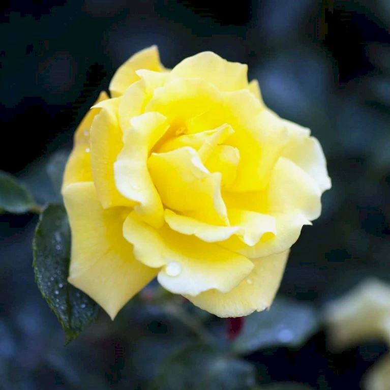 'Goldstern'® Rosa Kordesii 'Goldstern'® (Slyngrose) A-Kvalitet,- Barrods Roser Min. 3 Grene 3 'Goldstern'® Rosa Kordesii 'Goldstern'® (Slyngrose) A-Kvalitet,- Barrods Roser Min. 3 Grene