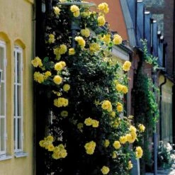 'Goldstern'® Rosa Kordesii 'Goldstern'® (Slyngrose) A-Kvalitet,- Barrods Roser Min. 3 Grene 10 'Goldstern'® Rosa Kordesii 'Goldstern'® (Slyngrose) A-Kvalitet,- Barrods Roser Min. 3 Grene -Osmoz Naturens Butik p1900 52414 rosa kordesii goldstern slyngrose 9feb