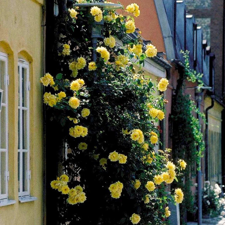 'Goldstern'® Rosa Kordesii 'Goldstern'® (Slyngrose) A-Kvalitet,- Barrods Roser Min. 3 Grene 5 'Goldstern'® Rosa Kordesii 'Goldstern'® (Slyngrose) A-Kvalitet,- Barrods Roser Min. 3 Grene - Billede 3