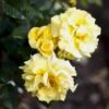 'Lichtkönigin Lucia'® Rosa X 'Lichtkönigin Lucia'® (Buketrose) A-Kvalitet,- Barrods Roser Min. 3 Grene -Osmoz Naturens Butik p1901 52442 rosa x lichtkoenigin lucia buketrose 1fc9