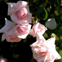 'New Dawn' Rosa X 'New Dawn' (Slyngrose) A-Kvalitet,- Barrods Roser Min. 3 Grene -Osmoz Naturens Butik p1902 52480 rosa x new dawn slyngrose be37