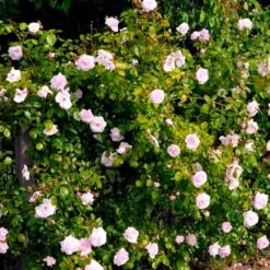 'New Dawn' Rosa X 'New Dawn' (Slyngrose) A-Kvalitet,- Barrods Roser Min. 3 Grene -Osmoz Naturens Butik p1902 52481 rosa x new dawn slyngrose 6064