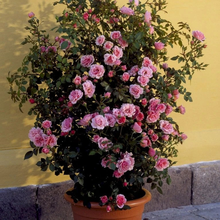 'Nordina'™ Rosa X 'Nordina'™ (Slyngrose) A-Kvalitet,- Barrods Roser Min. 3 Grene 3 'Nordina'™ Rosa X 'Nordina'™ (Slyngrose) A-Kvalitet,- Barrods Roser Min. 3 Grene