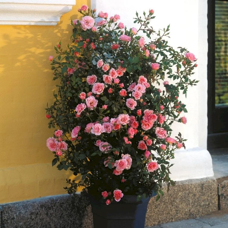 'Nordina'™ Rosa X 'Nordina'™ (Slyngrose) A-Kvalitet,- Barrods Roser Min. 3 Grene 5 'Nordina'™ Rosa X 'Nordina'™ (Slyngrose) A-Kvalitet,- Barrods Roser Min. 3 Grene - Billede 3