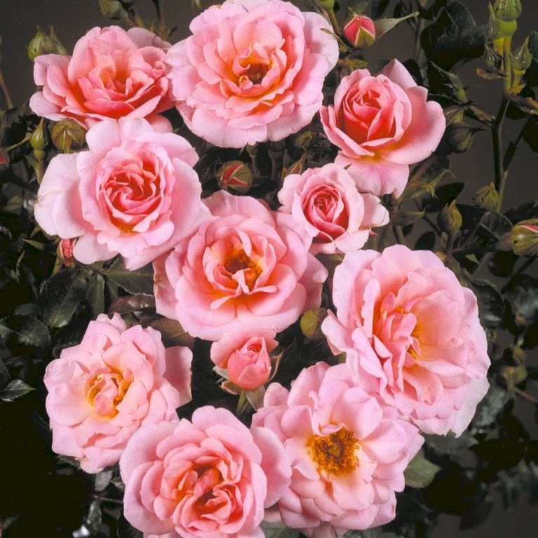 'Nordina'™ Rosa X 'Nordina'™ (Slyngrose) A-Kvalitet,- Barrods Roser Min. 3 Grene 6 'Nordina'™ Rosa X 'Nordina'™ (Slyngrose) A-Kvalitet,- Barrods Roser Min. 3 Grene - Billede 4