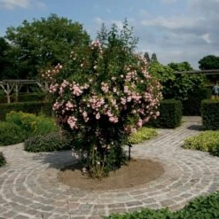 'Rosenholm'™ Rosa X 'Rosenholm'™ (Slyngrose) A-Kvalitet,- Barrods Roser Min. 3 Grene -Osmoz Naturens Butik p1911 52251 rosa x rosenholm slyngrose 1f2c