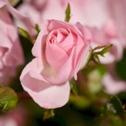 'Rosenholm'™ Rosa X 'Rosenholm'™ (Slyngrose) A-Kvalitet,- Barrods Roser Min. 3 Grene -Osmoz Naturens Butik p1911 52252 rosa x rosenholm slyngrose b50b