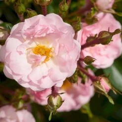 'Rosenholm'™ Rosa X 'Rosenholm'™ (Slyngrose) A-Kvalitet,- Barrods Roser Min. 3 Grene -Osmoz Naturens Butik p1911 52253 rosa x rosenholm slyngrose 76c9