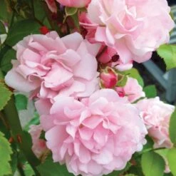 'Rosenholm'™ Rosa X 'Rosenholm'™ (Slyngrose) A-Kvalitet,- Barrods Roser Min. 3 Grene -Osmoz Naturens Butik p1911 52254 rosa x rosenholm slyngrose f77f