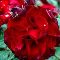 'Santana'® Rosa X 'Santana'® (Slyngrose) A-Kvalitet,- Barrods Roser Min. 3 Grene -Osmoz Naturens Butik p1913 52891 rosa x santana slyngrose fc5a