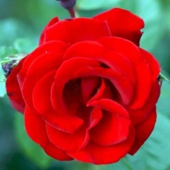 'Santana'® Rosa X 'Santana'® (Slyngrose) A-Kvalitet,- Barrods Roser Min. 3 Grene -Osmoz Naturens Butik p1913 52892 rosa x santana slyngrose bab8