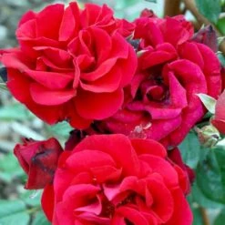 'Santana'® Rosa X 'Santana'® (Slyngrose) A-Kvalitet,- Barrods Roser Min. 3 Grene -Osmoz Naturens Butik p1913 52893 rosa x santana slyngrose 14cb