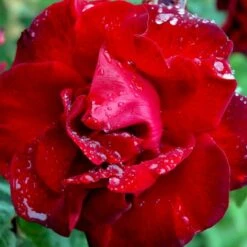 'Santana'® Rosa X 'Santana'® (Slyngrose) A-Kvalitet,- Barrods Roser Min. 3 Grene -Osmoz Naturens Butik p1913 52894 rosa x santana slyngrose d573