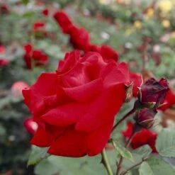 'Santana'® Rosa X 'Santana'® (Slyngrose) A-Kvalitet,- Barrods Roser Min. 3 Grene -Osmoz Naturens Butik p1913 54036 rosa x santana slyngrose 0ca8