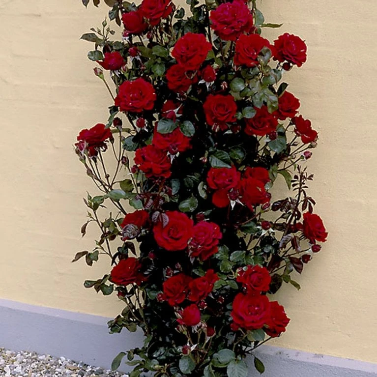 'That's Jazz'™ Rosa X 'That's Jazz'™ (Slyngrose) A-Kvalitet,- Barrods Roser Min. 3 Grene 3 'That's Jazz'™ Rosa X 'That's Jazz'™ (Slyngrose) A-Kvalitet,- Barrods Roser Min. 3 Grene