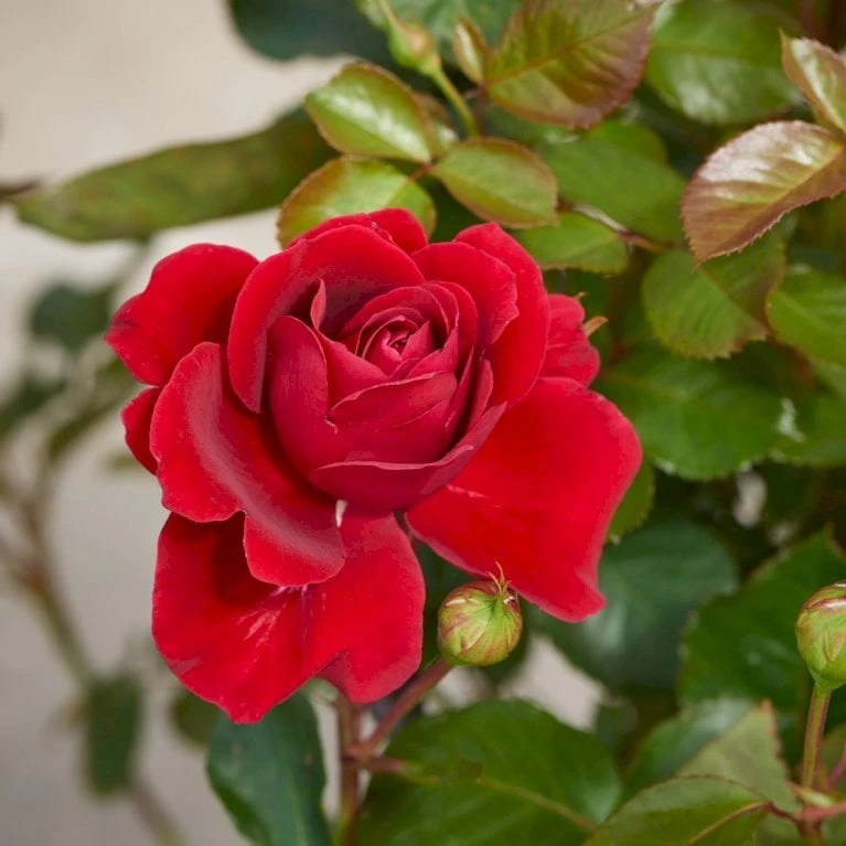 'That's Jazz'™ Rosa X 'That's Jazz'™ (Slyngrose) A-Kvalitet,- Barrods Roser Min. 3 Grene 6 'That's Jazz'™ Rosa X 'That's Jazz'™ (Slyngrose) A-Kvalitet,- Barrods Roser Min. 3 Grene - Billede 4