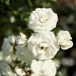 'Waltz'™ Rosa X 'Waltz'™ (Slyngrose) A-Kvalitet,- Barrods Roser Min. 3 Grene -Osmoz Naturens Butik p1918 52263 rosa x waltz slyngrose 34e2