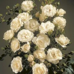 'Waltz'™ Rosa X 'Waltz'™ (Slyngrose) A-Kvalitet,- Barrods Roser Min. 3 Grene -Osmoz Naturens Butik p1918 52264 rosa x waltz slyngrose 4ba5