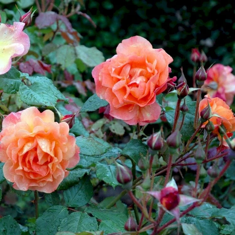 'Westerland'® Rosa X 'Westerland'® (Slyngrose) A-Kvalitet,- Barrods Roser Min. 3 Grene 3 'Westerland'® Rosa X 'Westerland'® (Slyngrose) A-Kvalitet,- Barrods Roser Min. 3 Grene