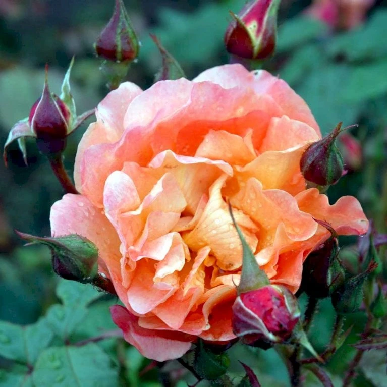 'Westerland'® Rosa X 'Westerland'® (Slyngrose) A-Kvalitet,- Barrods Roser Min. 3 Grene 5 'Westerland'® Rosa X 'Westerland'® (Slyngrose) A-Kvalitet,- Barrods Roser Min. 3 Grene - Billede 3