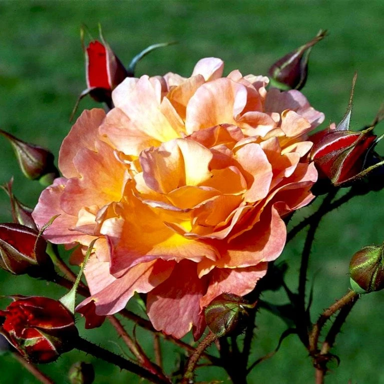 'Westerland'® Rosa X 'Westerland'® (Slyngrose) A-Kvalitet,- Barrods Roser Min. 3 Grene 7 'Westerland'® Rosa X 'Westerland'® (Slyngrose) A-Kvalitet,- Barrods Roser Min. 3 Grene - Billede 5