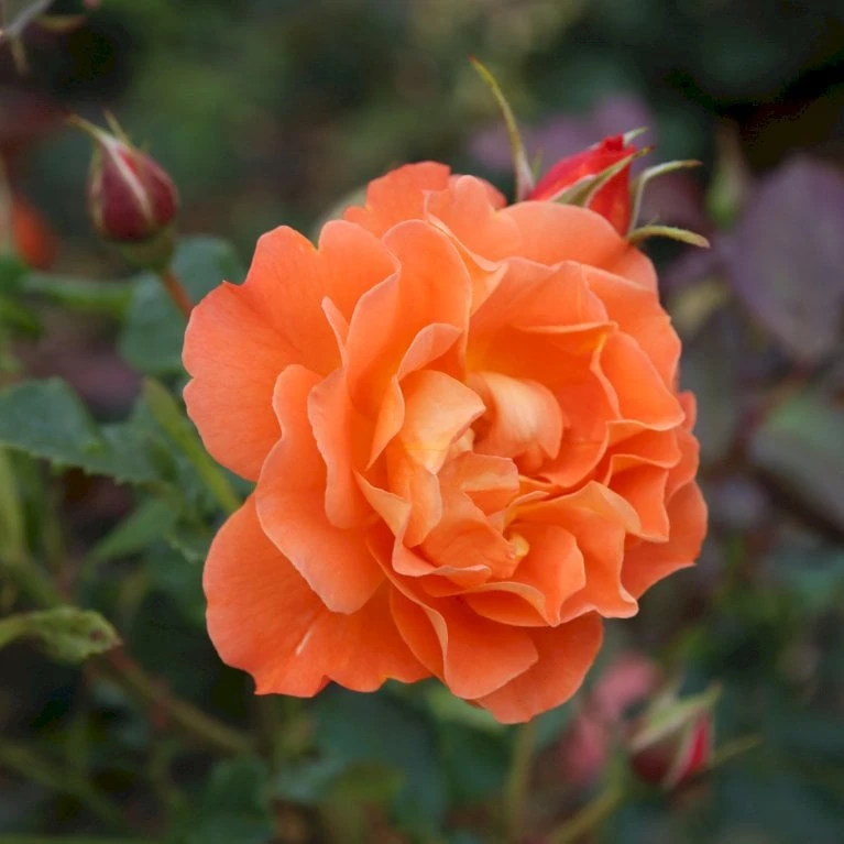 'Westerland'® Rosa X 'Westerland'® (Slyngrose) A-Kvalitet,- Barrods Roser Min. 3 Grene 8 'Westerland'® Rosa X 'Westerland'® (Slyngrose) A-Kvalitet,- Barrods Roser Min. 3 Grene - Billede 6