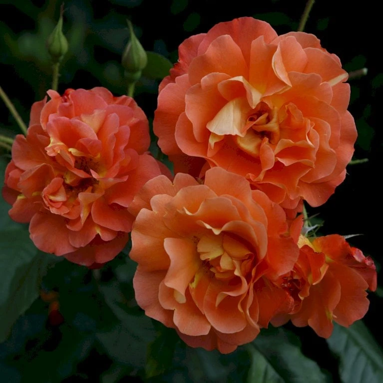 'Westerland'® Rosa X 'Westerland'® (Slyngrose) A-Kvalitet,- Barrods Roser Min. 3 Grene 9 'Westerland'® Rosa X 'Westerland'® (Slyngrose) A-Kvalitet,- Barrods Roser Min. 3 Grene - Billede 7