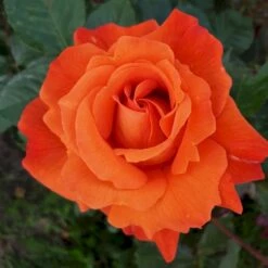 'Westerland'® Rosa X 'Westerland'® (Slyngrose) A-Kvalitet,- Barrods Roser Min. 3 Grene 22 'Westerland'® Rosa X 'Westerland'® (Slyngrose) A-Kvalitet,- Barrods Roser Min. 3 Grene -Osmoz Naturens Butik p1919 53678 rosa x westerland slyngrose 6806