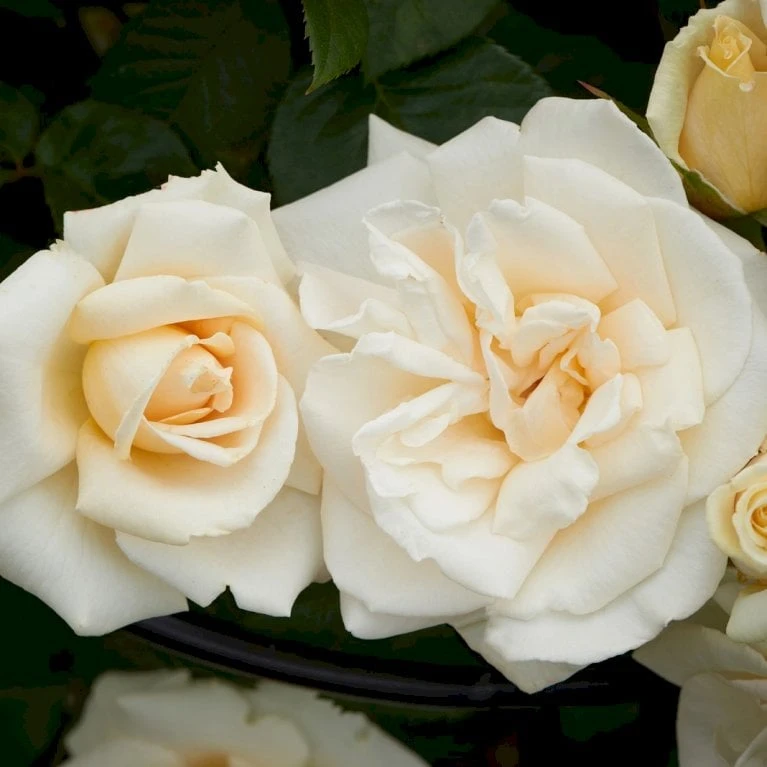 'White Nights'™ Rosa X 'White Nights'™ (Slyngrose) A-Kvalitet,- Barrods Roser Min. 3 Grene 3 'White Nights'™ Rosa X 'White Nights'™ (Slyngrose) A-Kvalitet,- Barrods Roser Min. 3 Grene